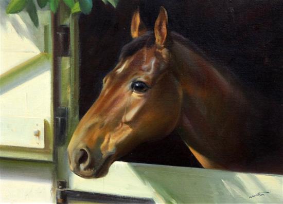 § Frank Wootton (1911-1998) Head study of the racehorse William Bud 13 x 18in.